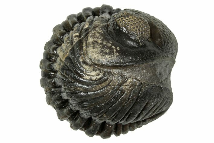 Wide, Enrolled Pedinopariops Trilobite - Excellent Eyes #347740